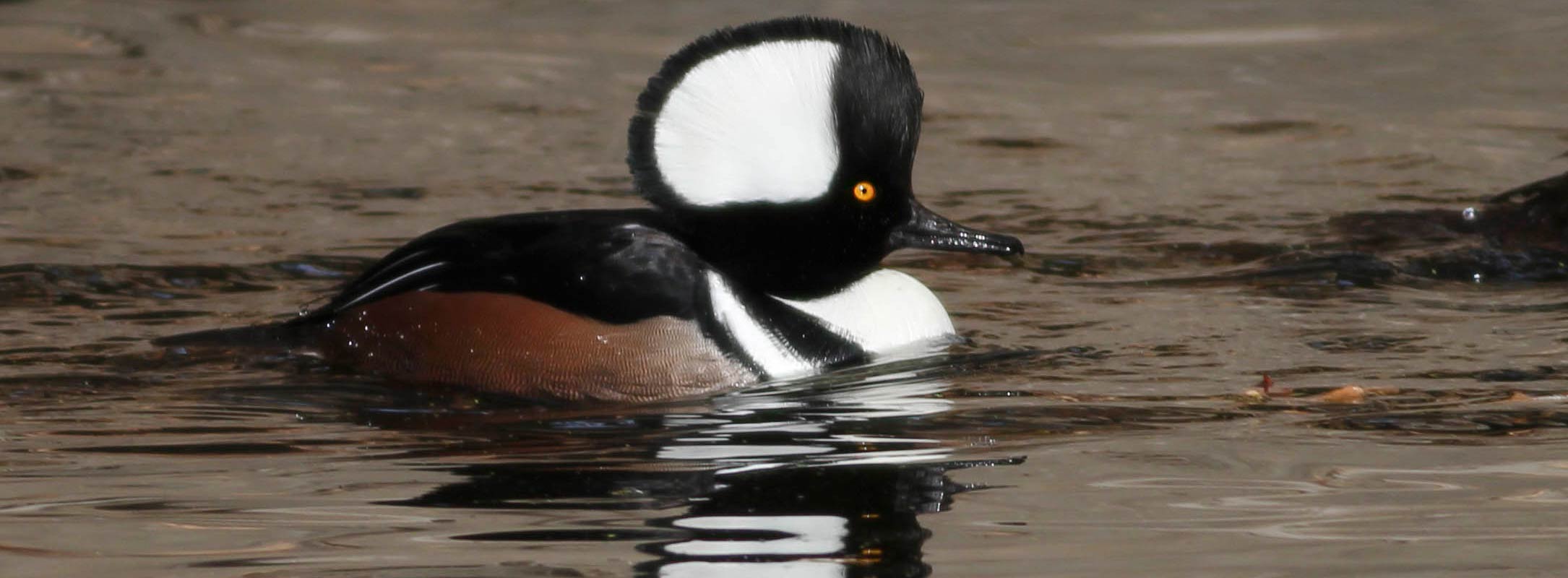 Los Angeles Bird Fest 2015 Attracts Bird Lovers from All Over