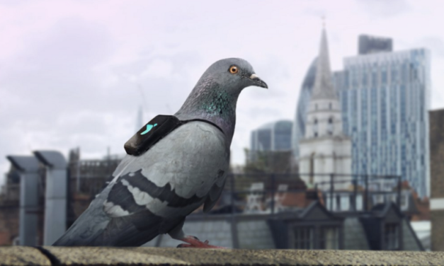 London Twitter Users Can Request Air Quality Checks from Pigeons