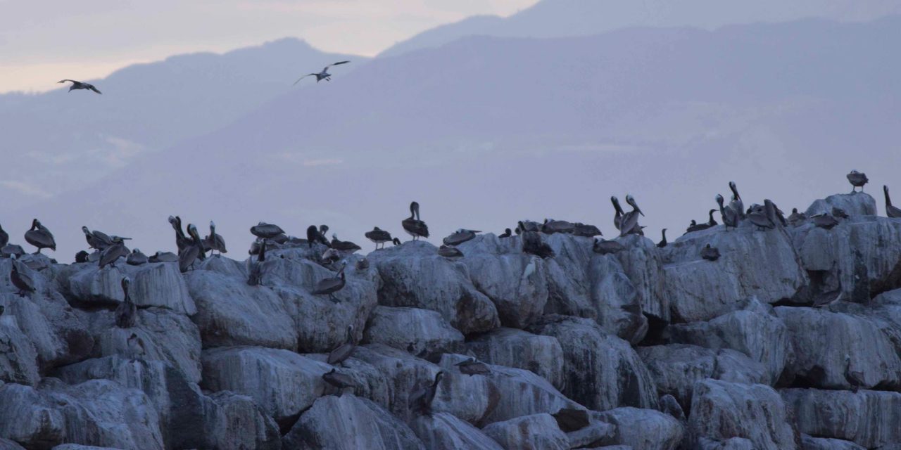Counting Brown Pelicans with Audubon California