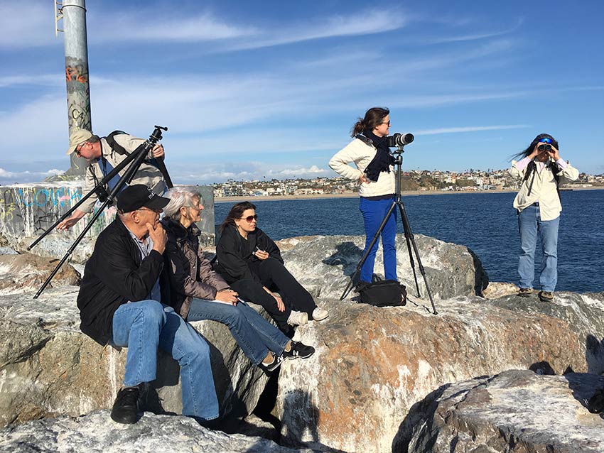 group counting brown pelicans