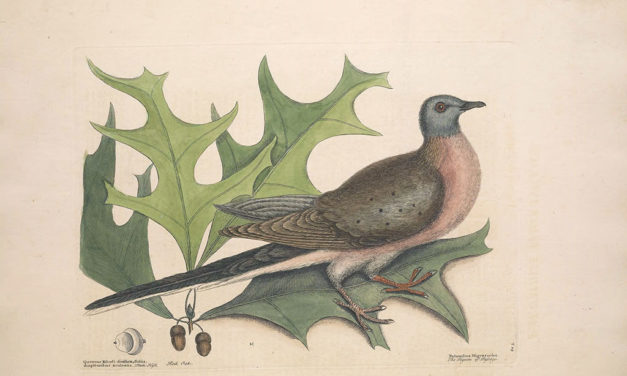 Passing on the History of the Passenger Pigeon