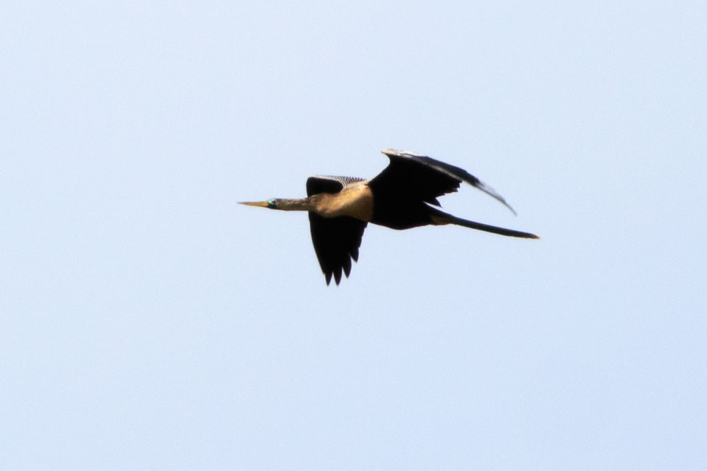 flying anhinga