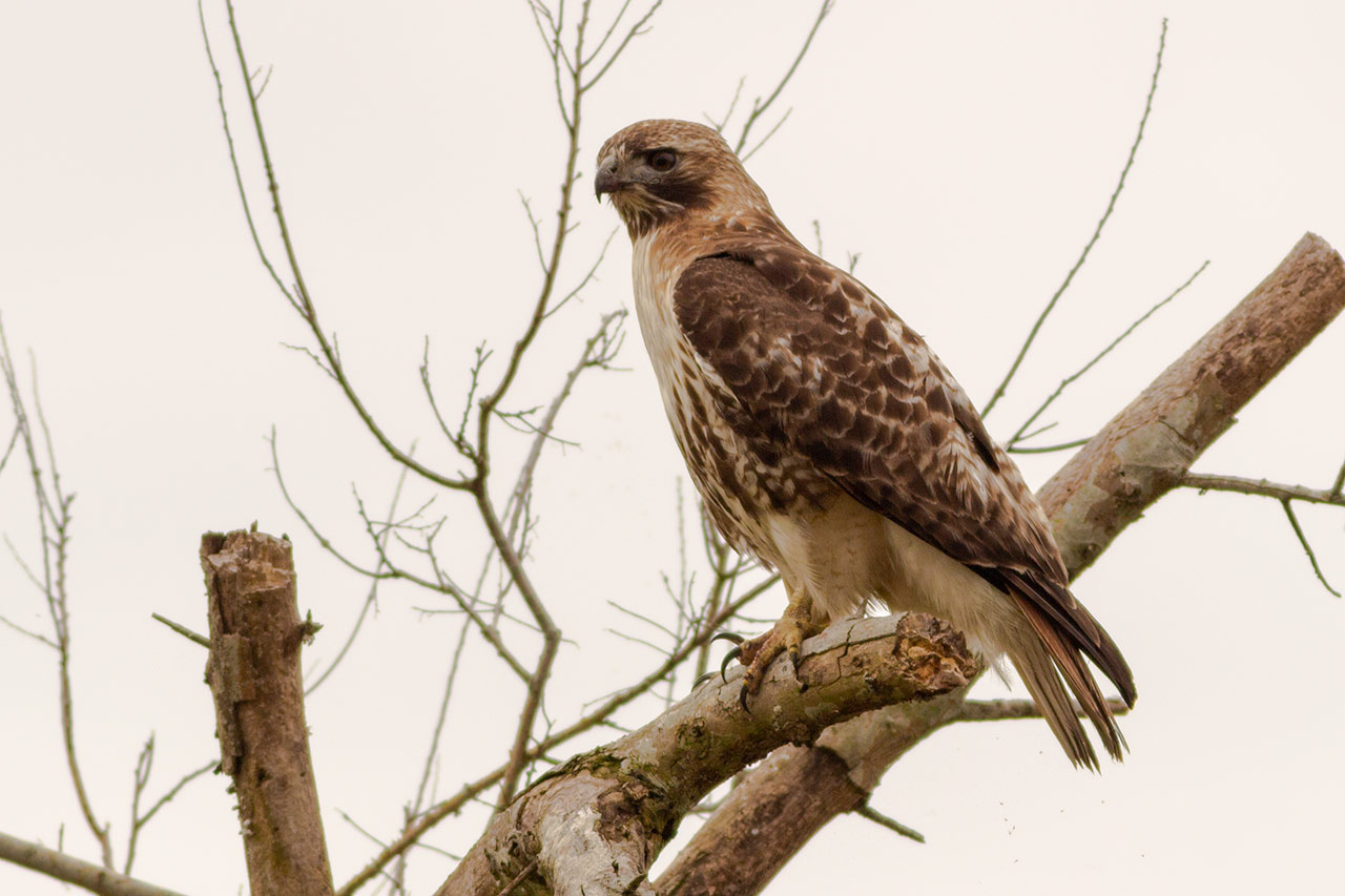 red tailed hawk perched looking to the left