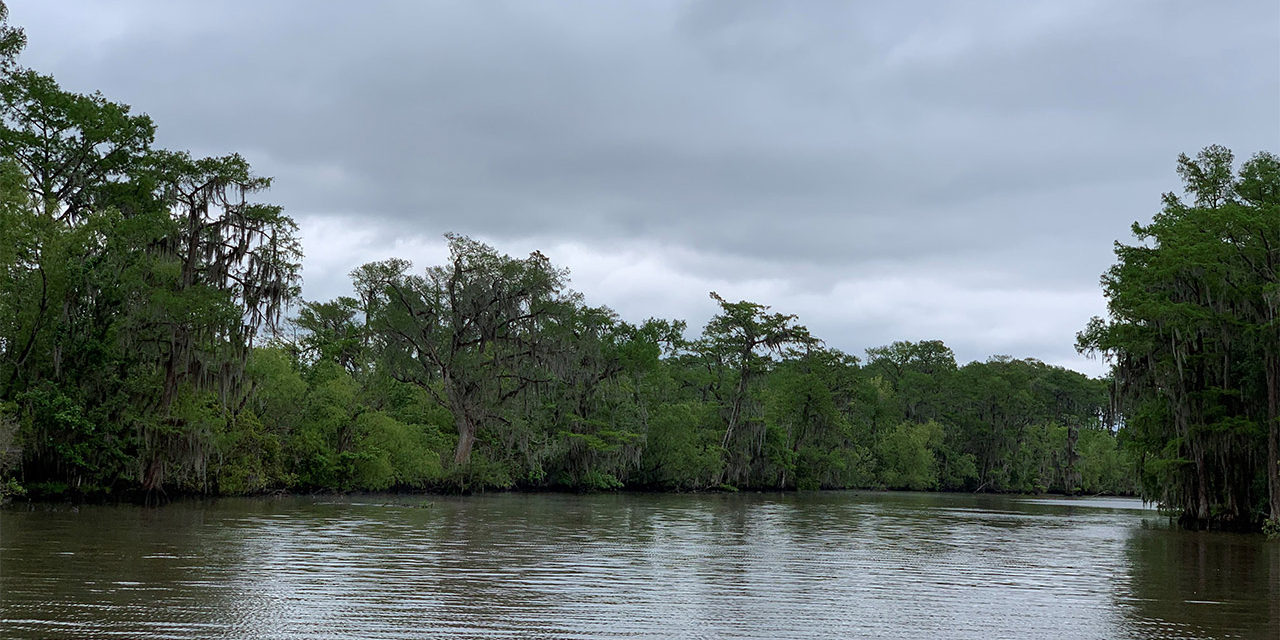 Birding in the New Orleans Bayou