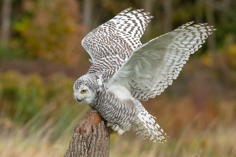 Snowy Owl