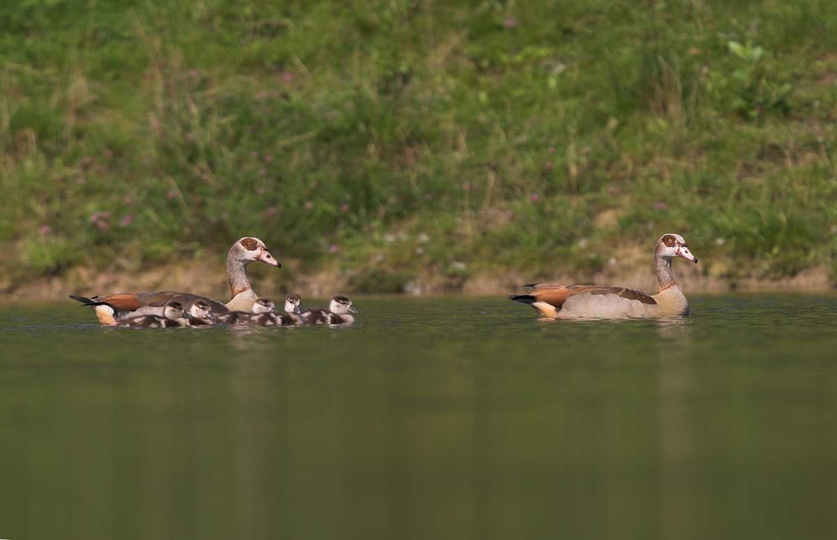 Egyptian Geese with five chicks swimming