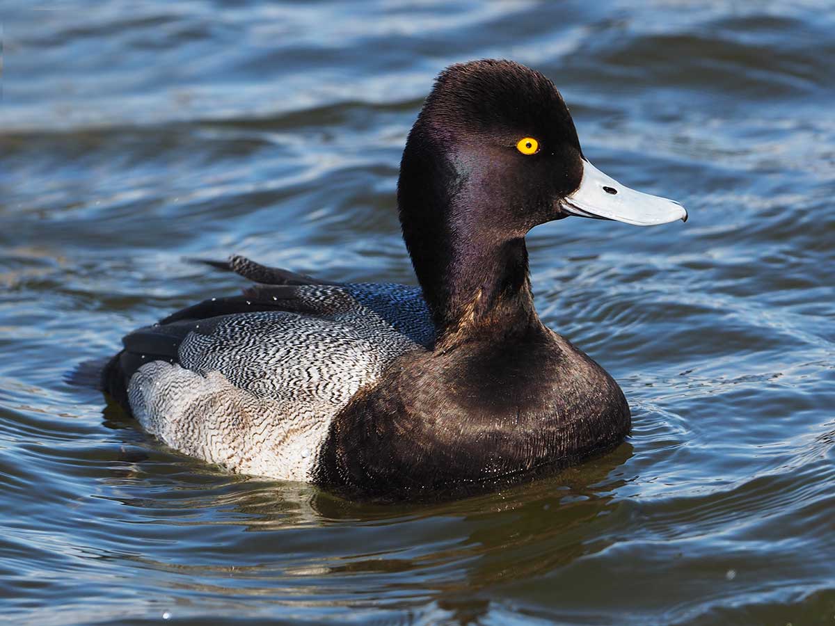 lesser scaup profile