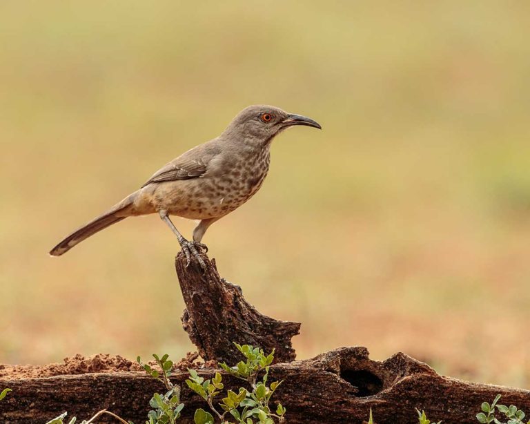 curve-billed thrasher on log