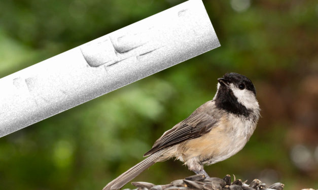 Visualize bird songs with spectrograms