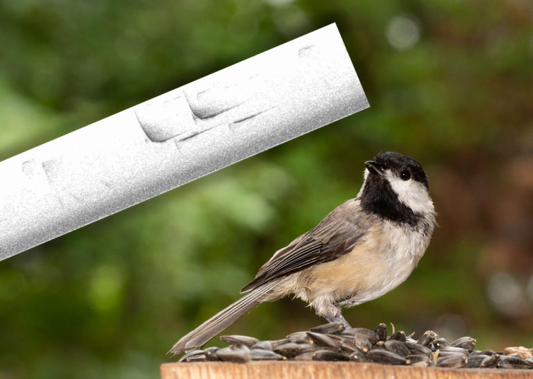 carolina chickadee with spectrogram overlay