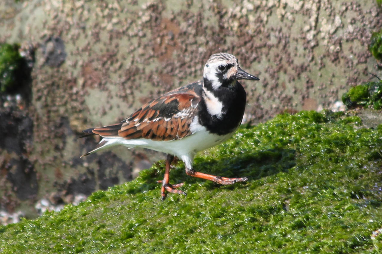 ruddy turnstone in breeding plumage walking on moss