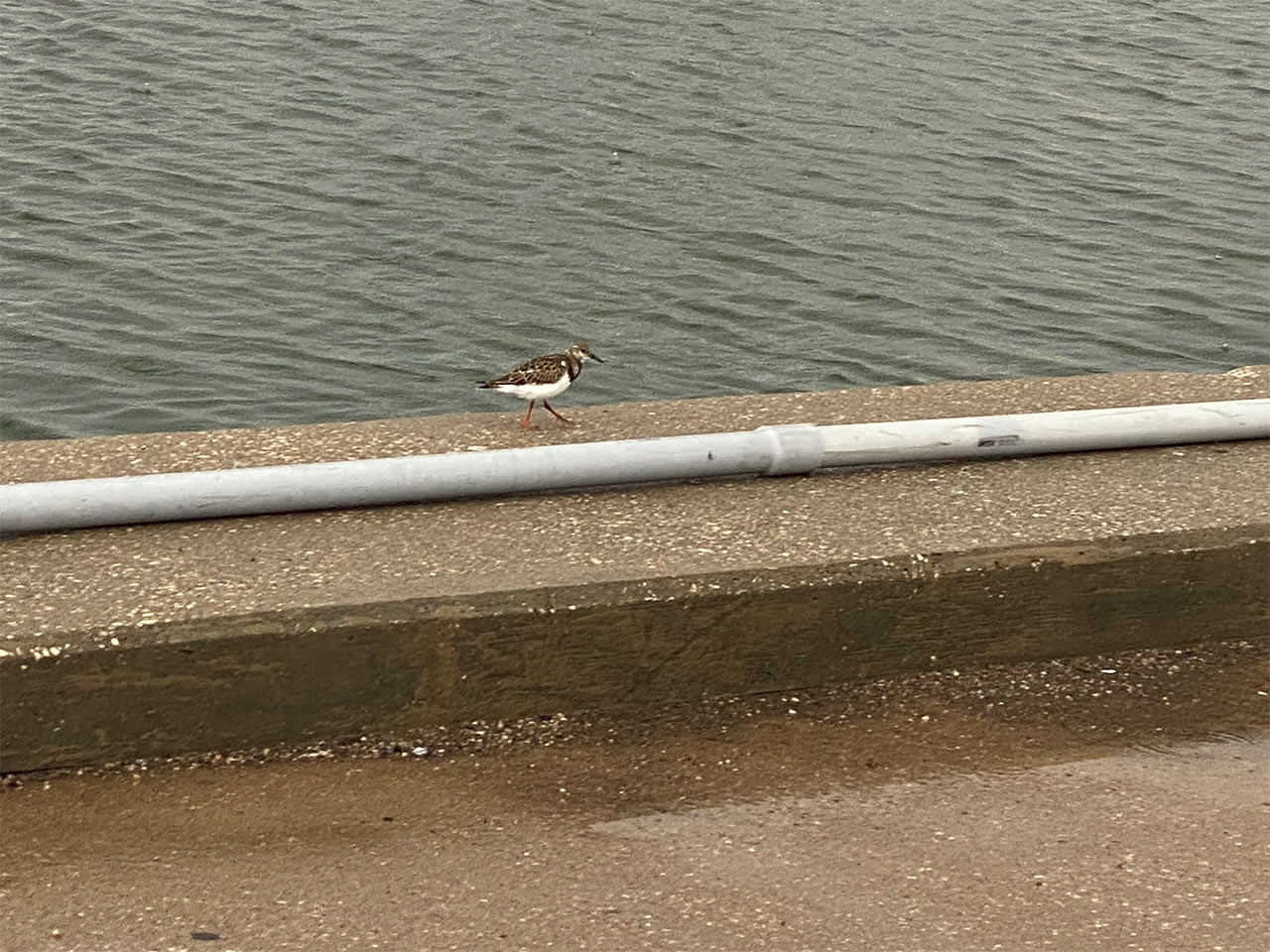 ruddy turnstone in non-breeding plumage walking on cement