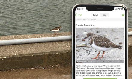 Identify birds with your phone camera