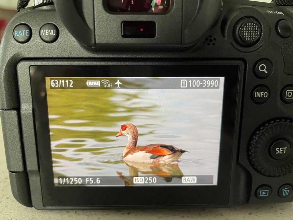 view of back of canon r6 showing autofocus on animal subjects eye