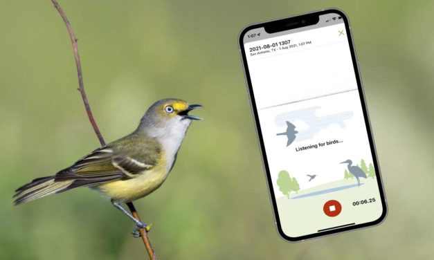 Identify bird songs using your phone with Merlin