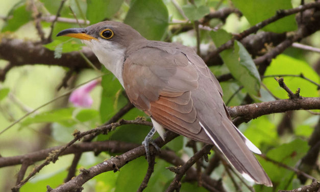 Finding a Yellow-billed Cuckoo while birding at Pearsall Park