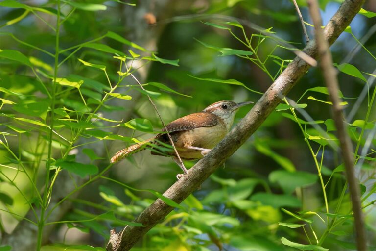 Carolina wren