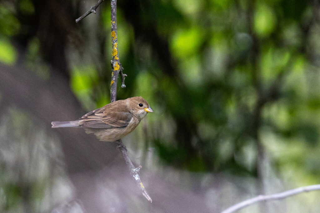 brown bird female indigo bunting clinging to branch