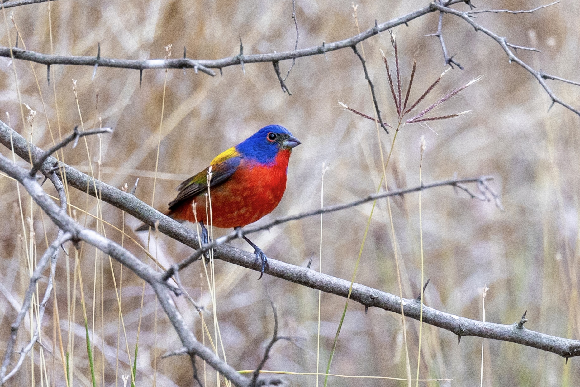 Painted Buntings and Nesting Scissor-tailed Flycatchers