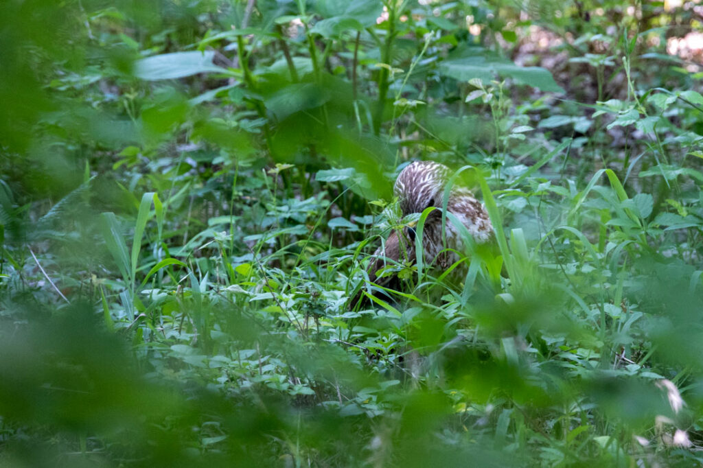 red shouldered hawk on ground with prey in bushes in boerne texas