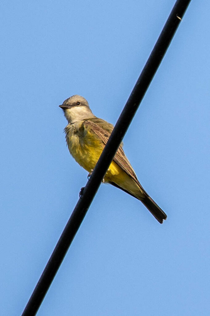 western-kingbird-at-pearsall-park-san-antonio