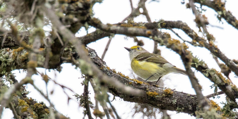 white-eyed-vireo-pearsall-park-san-antonio-texas