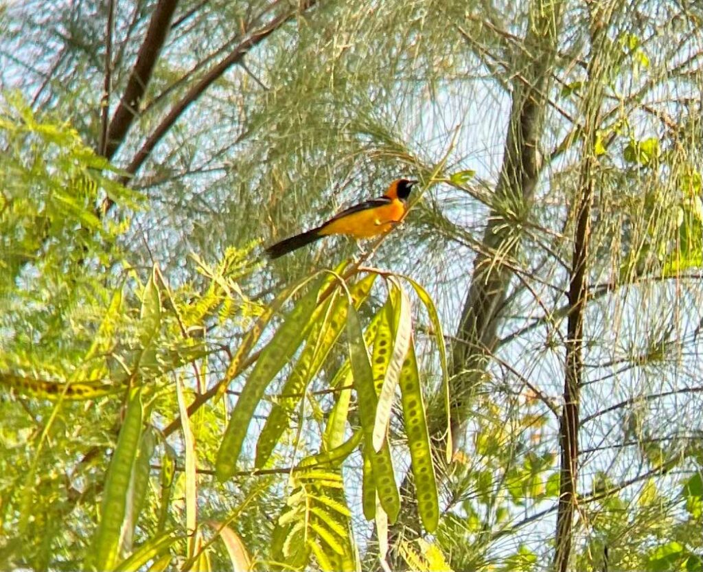 hooded oriole