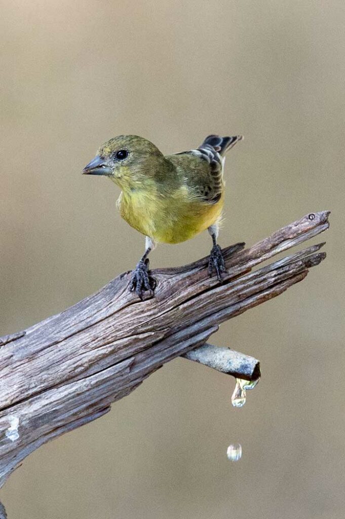 lesser goldfinch on perch