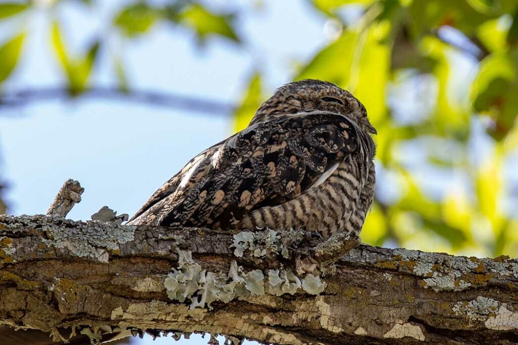 common nighthawk on branch