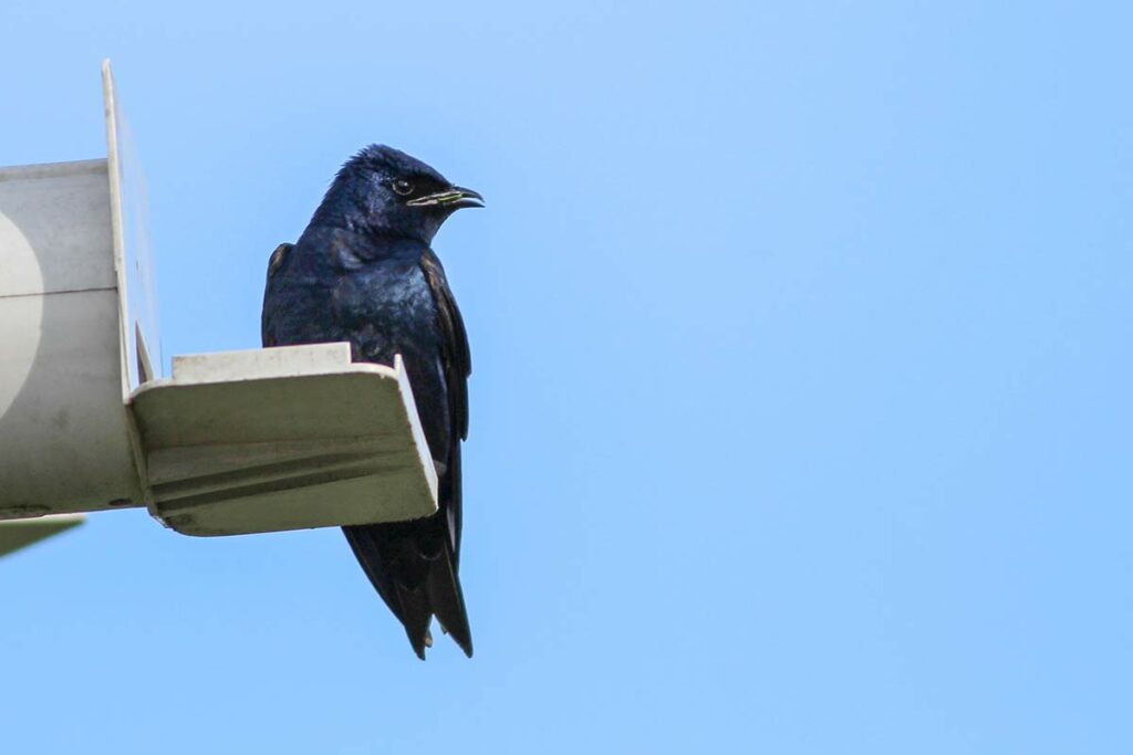 purple-martin-perched-on-nesting-box-in-san-antonio-texas