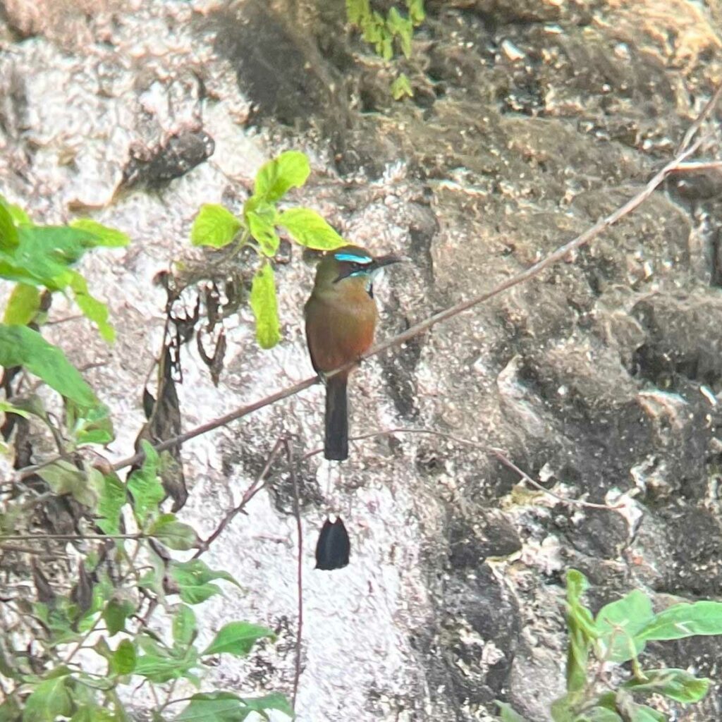 turqoise-browed-motmot-cenote-x-keken