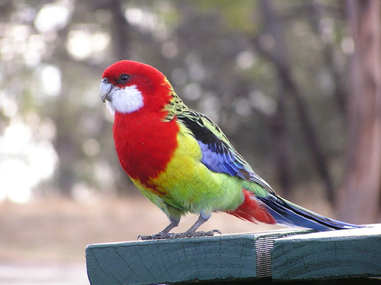 Eastern rosella