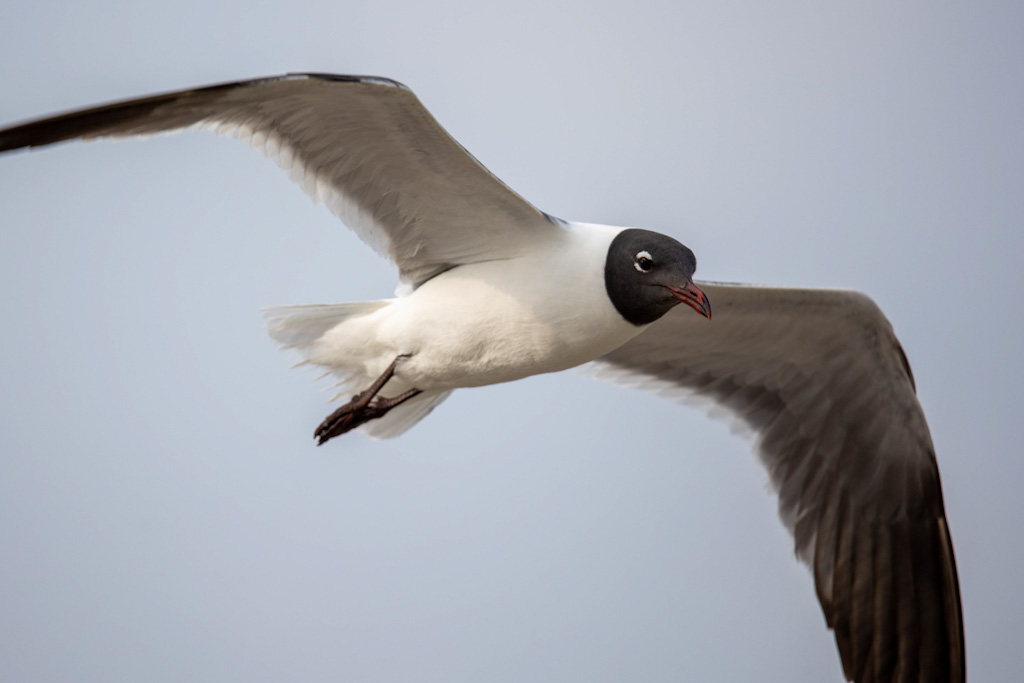 Laughing Gull