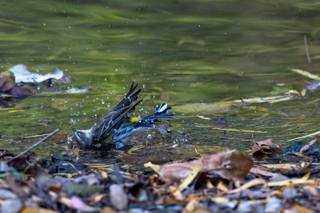 Yellow rumped warbler taking a bath in the river