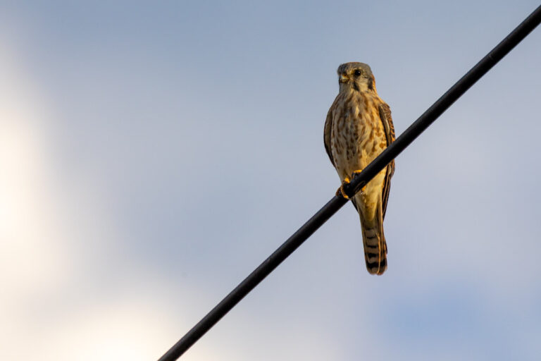 kestrel perched on wire