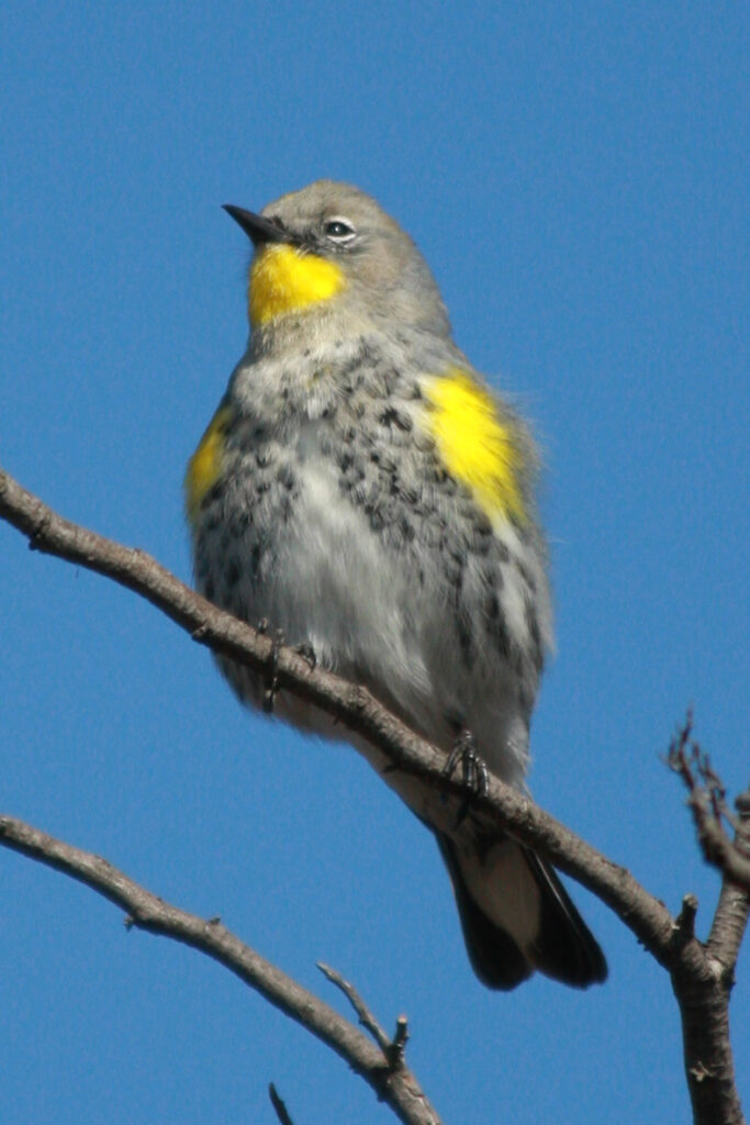 yellow-rumped warbler audubon's