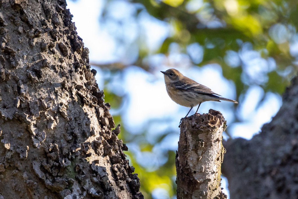 Yellow-rumped warbler (myrtle)