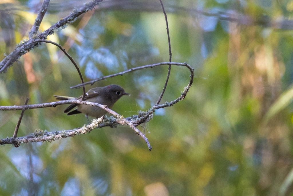 ruby crowned kinglet showing ruby feathers