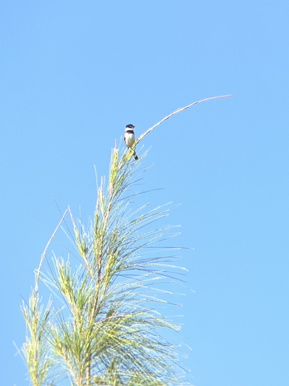 Morelet’s Seedeater