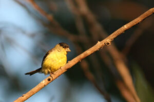 male lesser goldfinch on branch