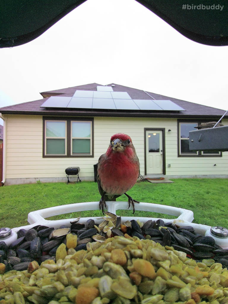 House finch at bird buddy feeder straight on