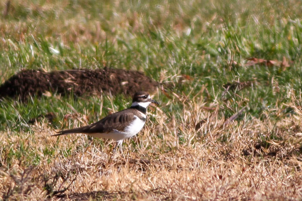 Killdeer in field