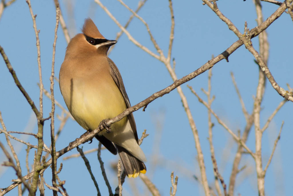 Cedar waxwing perched in tree