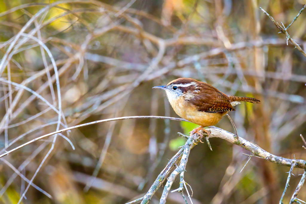 Carolina wren profile