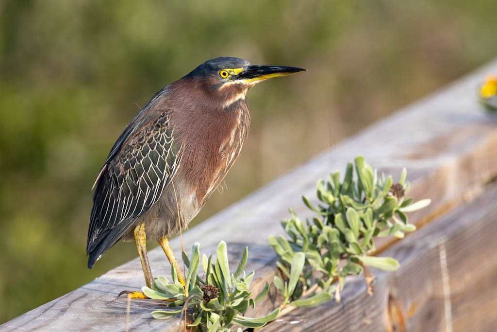 Green Heron on rail