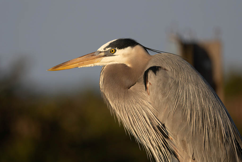 Great Blue Heron profile