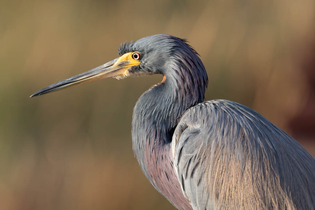 Tri-colored Heron profile