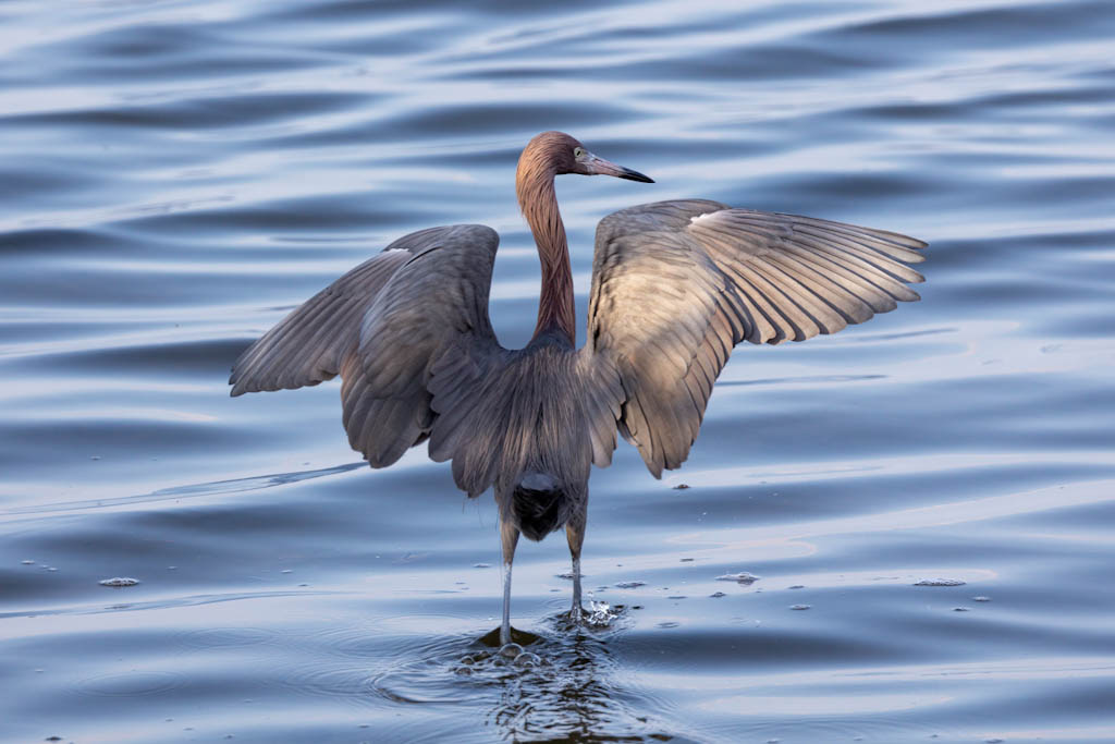 Reddish Egret hunting