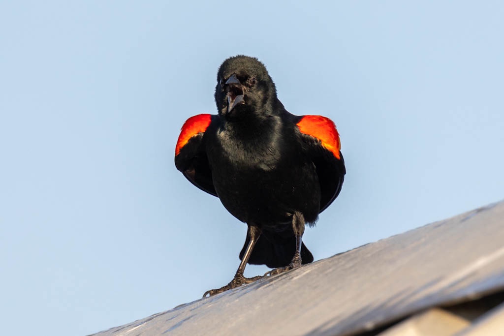 calling red winged blackbird