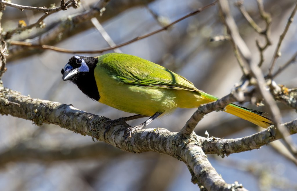 green jay looking down from tree